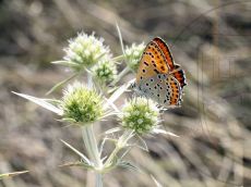 Многоглазка-блестящая_4